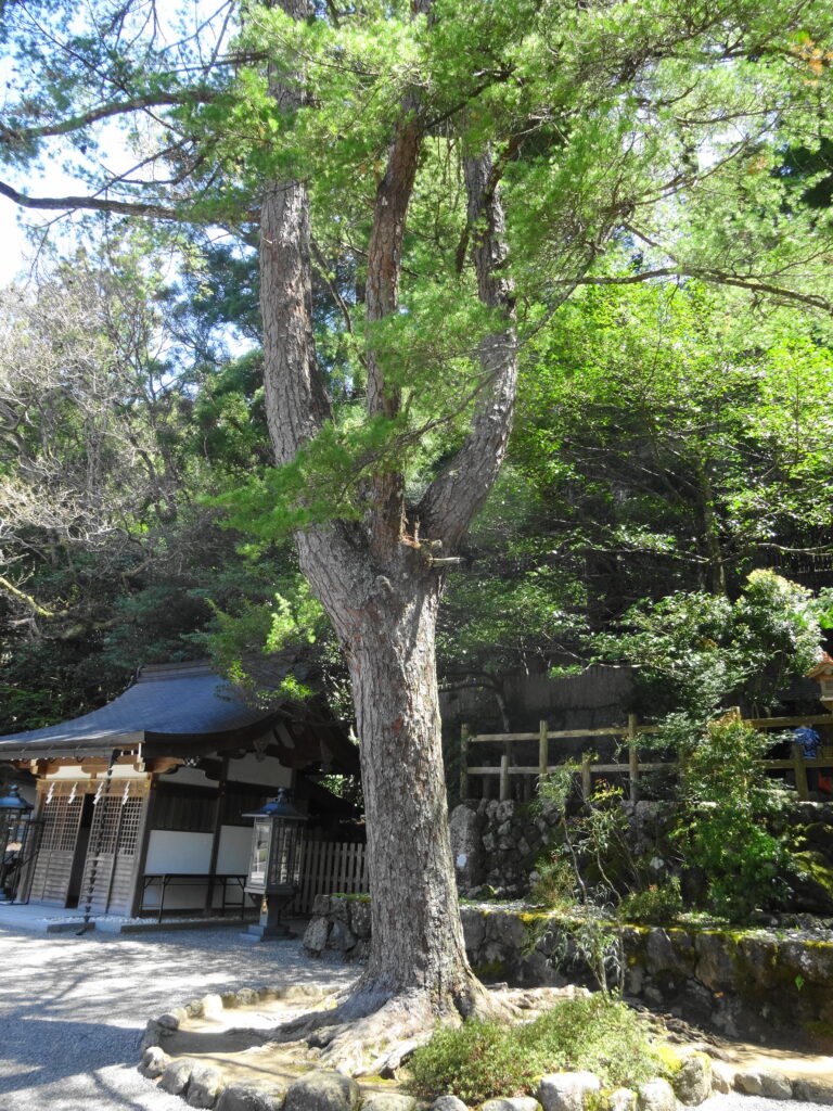天河神社のご神木